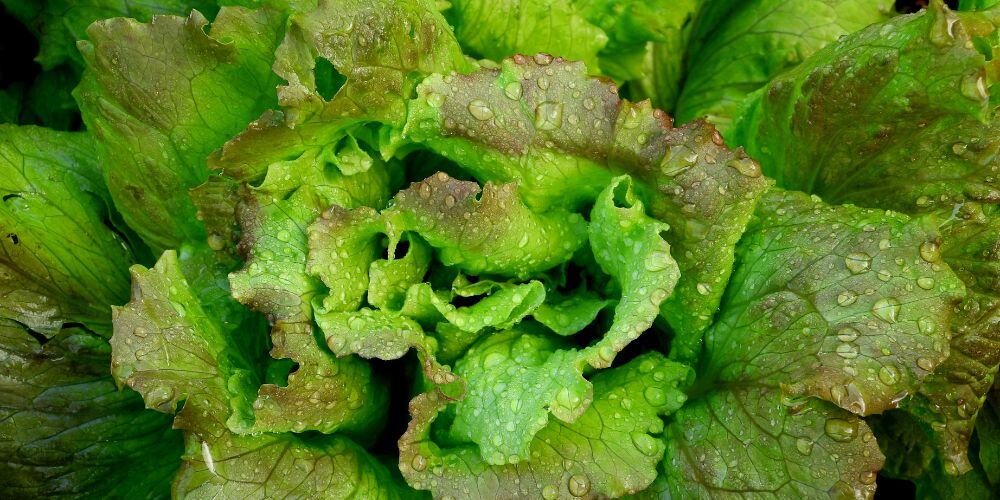 comment conserver la salade ?