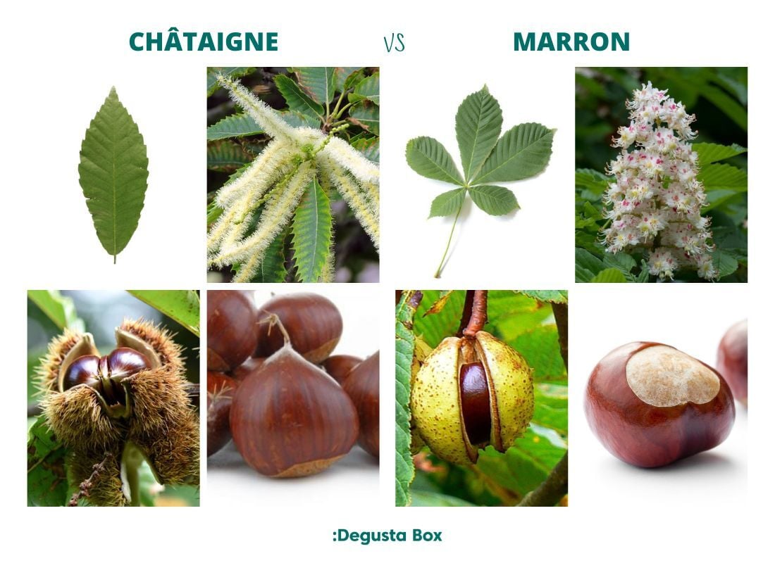 comparaison-visuelle-marron-chataigne