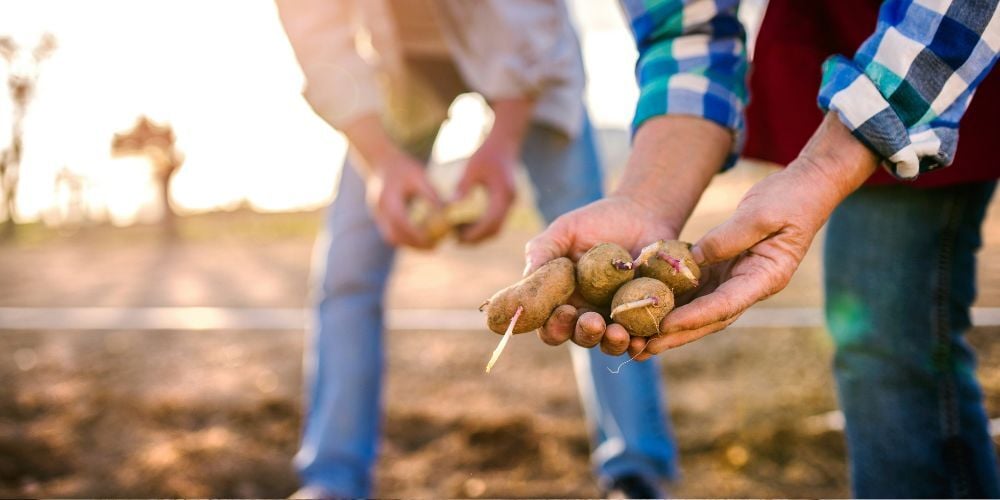 Peut-on manger des pommes de terre germées ? Voici la réponse !