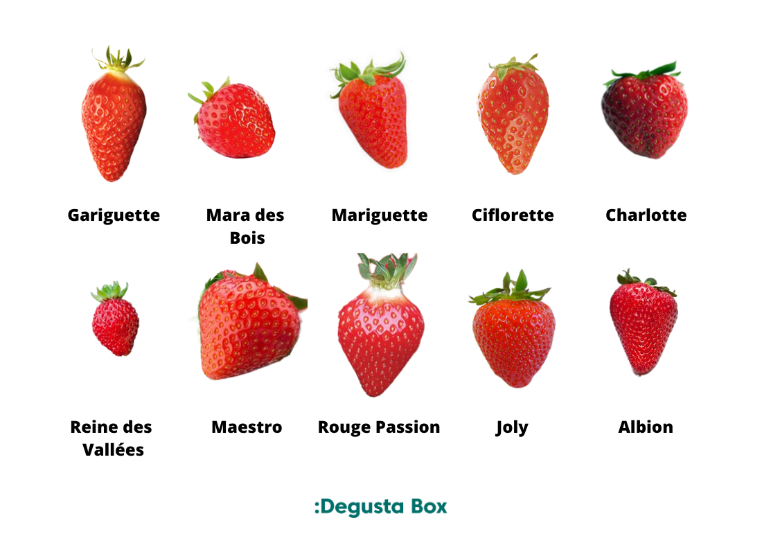 à quoi ressemble les meilleures variétés de fraises
